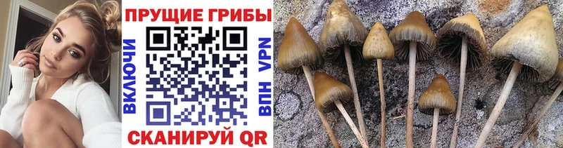 hydra ТОР  сколько стоит  Люберцы  Псилоцибиновые грибы Psilocybine cubensis 
